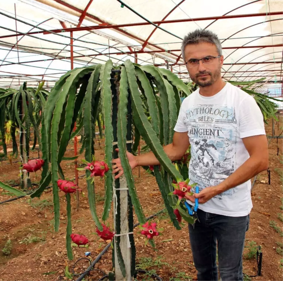 Domates ve Biberin Masrafından Bıkıp Kurtuluşu Pitaya Meyvesinde Buldu