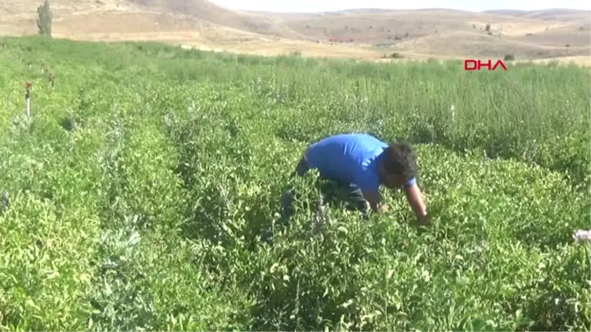 Gümüşhane Satamadıkları Patatesleri Çöpe Döküyorlar