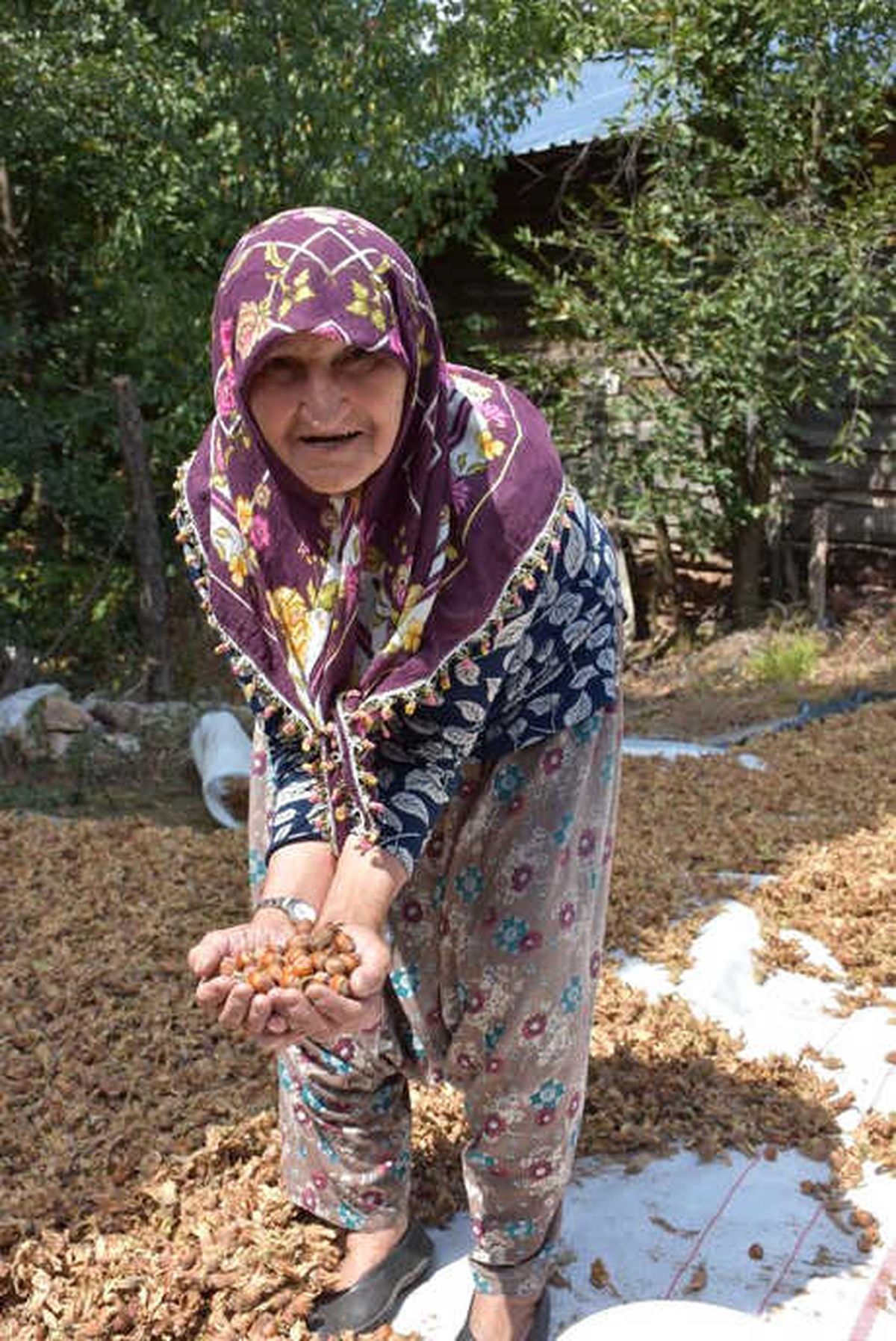 Kepsut Fındığı, Karadeniz\'e Rakip Oldu