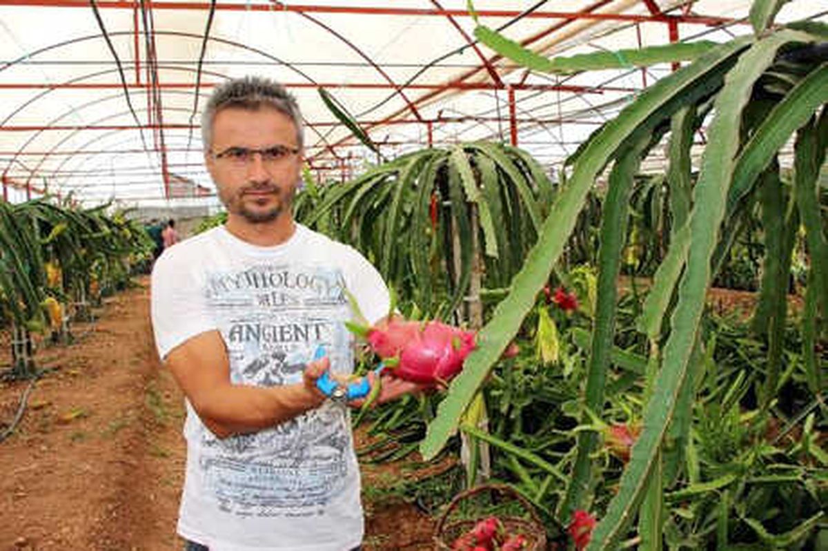Serada Üretilen Ejder Meyveleri 15 Liraya Kadar Alıcı Buluyor