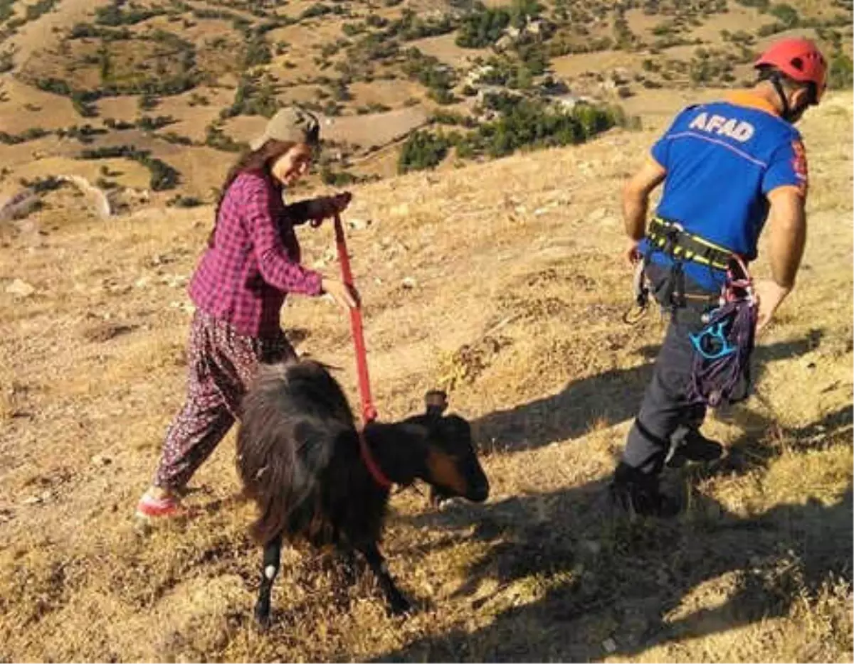 Uçurumda 4 Gün Mahsur Kalan Keçi Kurtarıldı