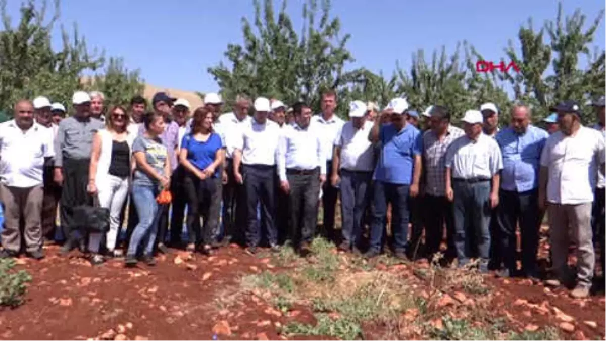 Adıyaman Besni\'de Badem Hasadı Şenliği