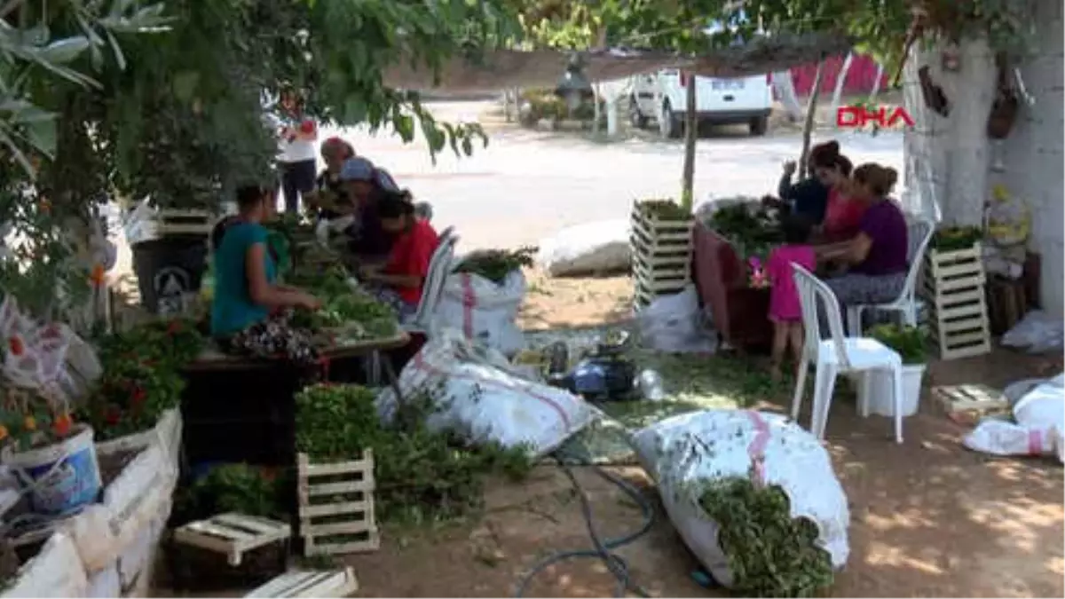 Antalya Zeytinköy Uyuşturucuyla Değil, Emektar Kadınlarıyla Anılacak