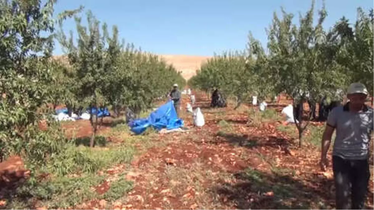 Badem Diyarı Adıyaman\'da Hasat Sürüyor