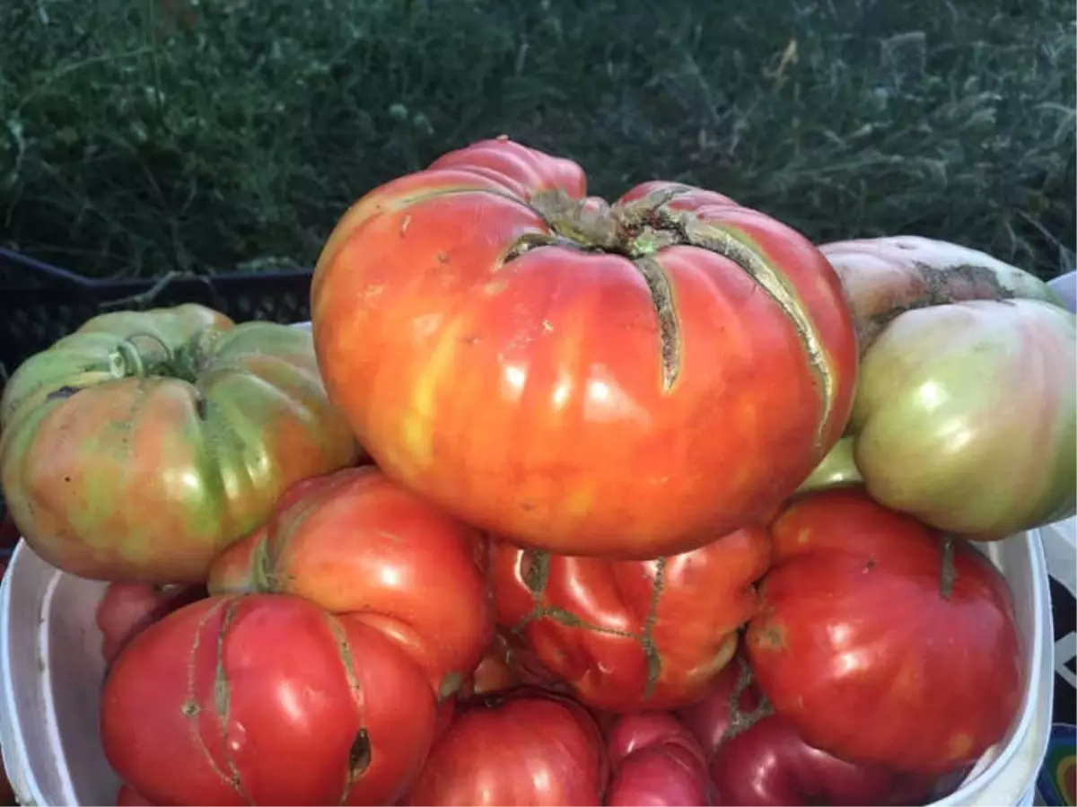 Domatesler 1 Kilogramı Aştı