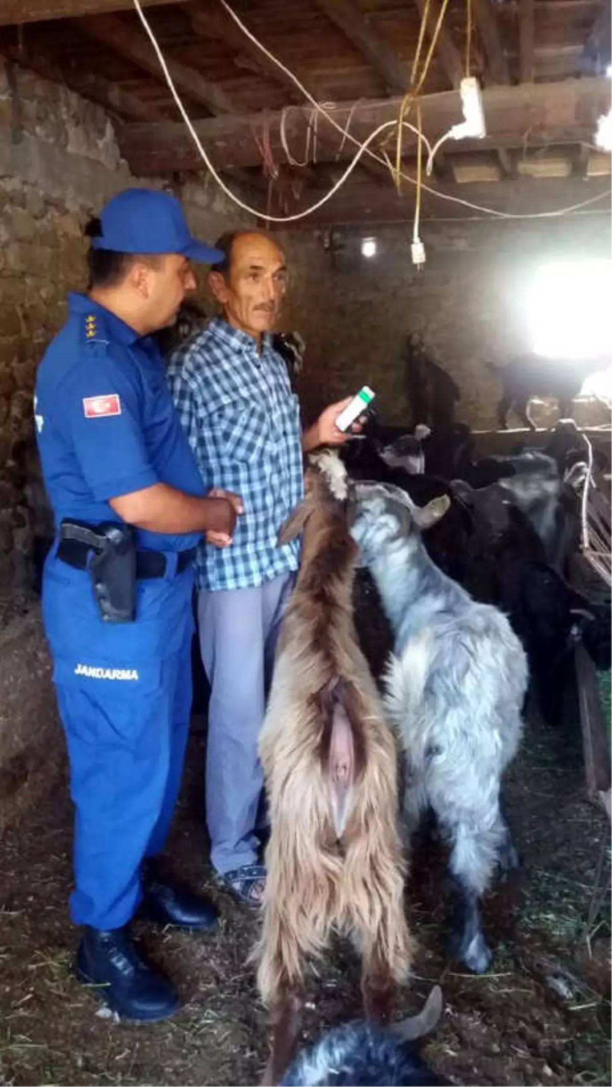 Keçi Hırsızlığına 8 Gözaltı