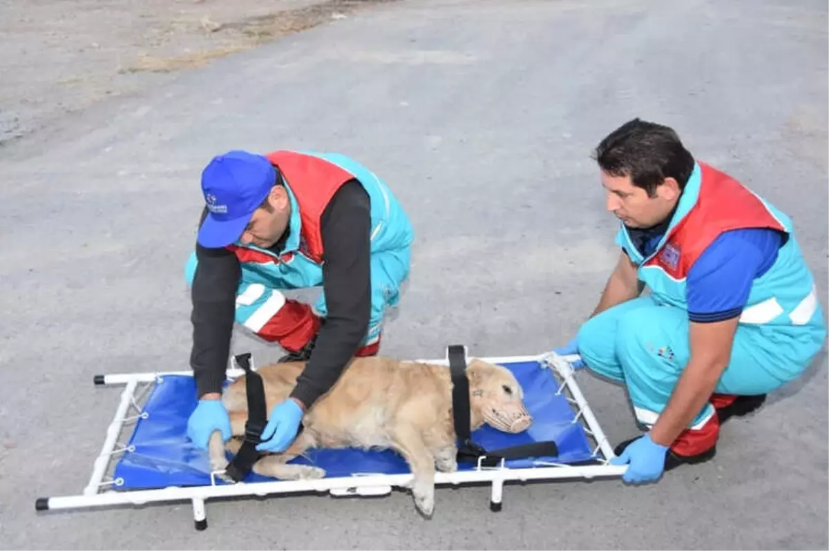 Kocasinan\'ın Küçük Dostlar Ambulansı Bin 252 Can Kurtardı