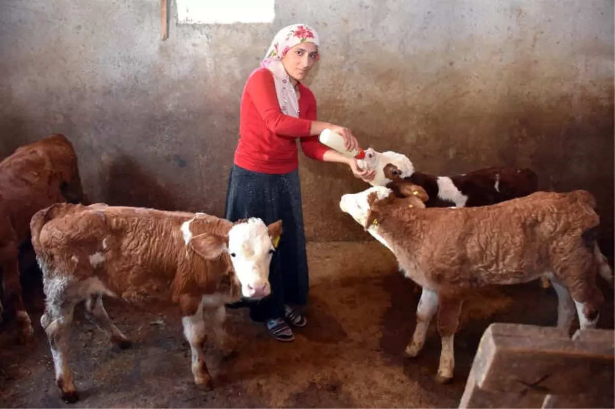 Satın Aldığı Sütle Yavru Danaları Biberonla Besliyor