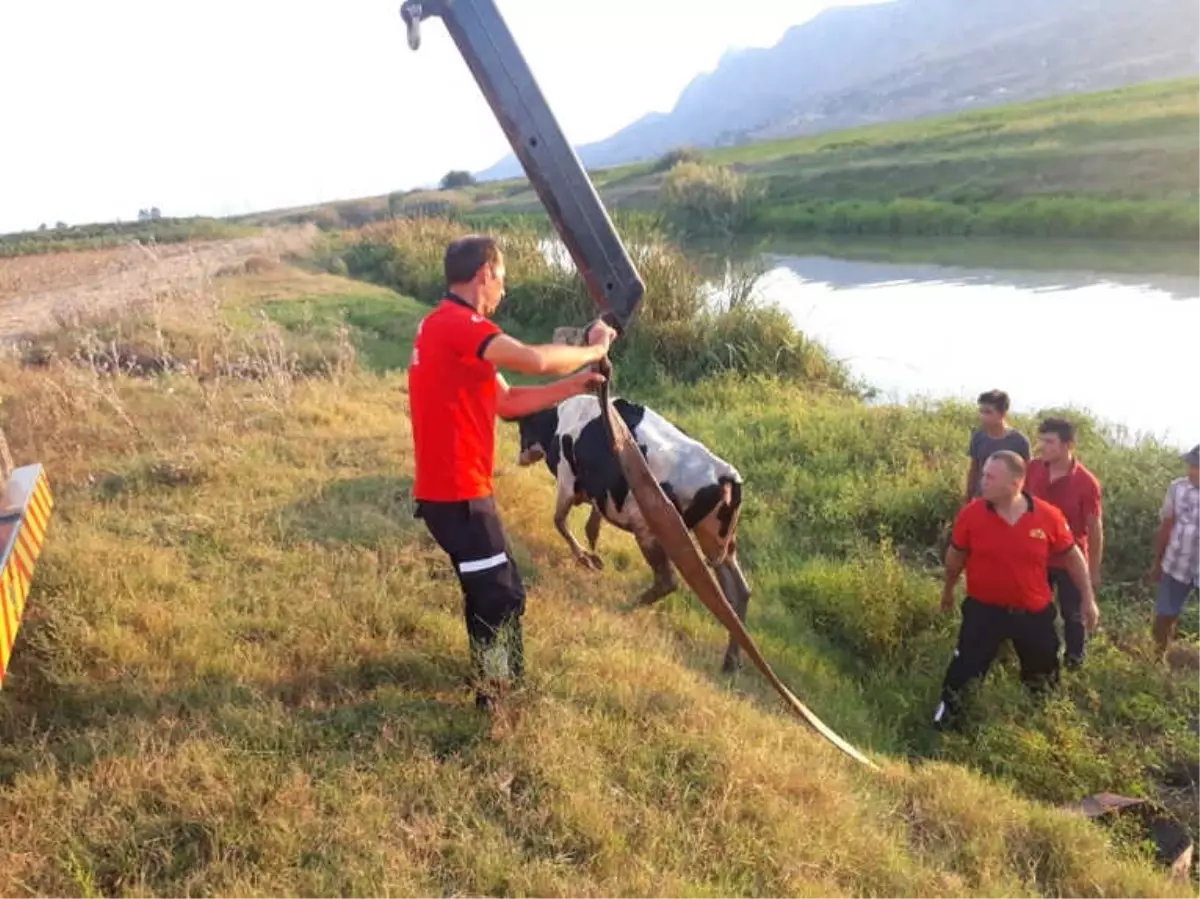 Sulama Kanalına Düşen İnek Vinçle Kurtarıldı