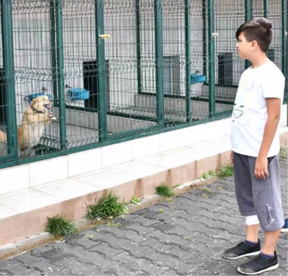 Ahmet Can\'ı Isıran Köpek Bulunup, Karantinaya Alındı