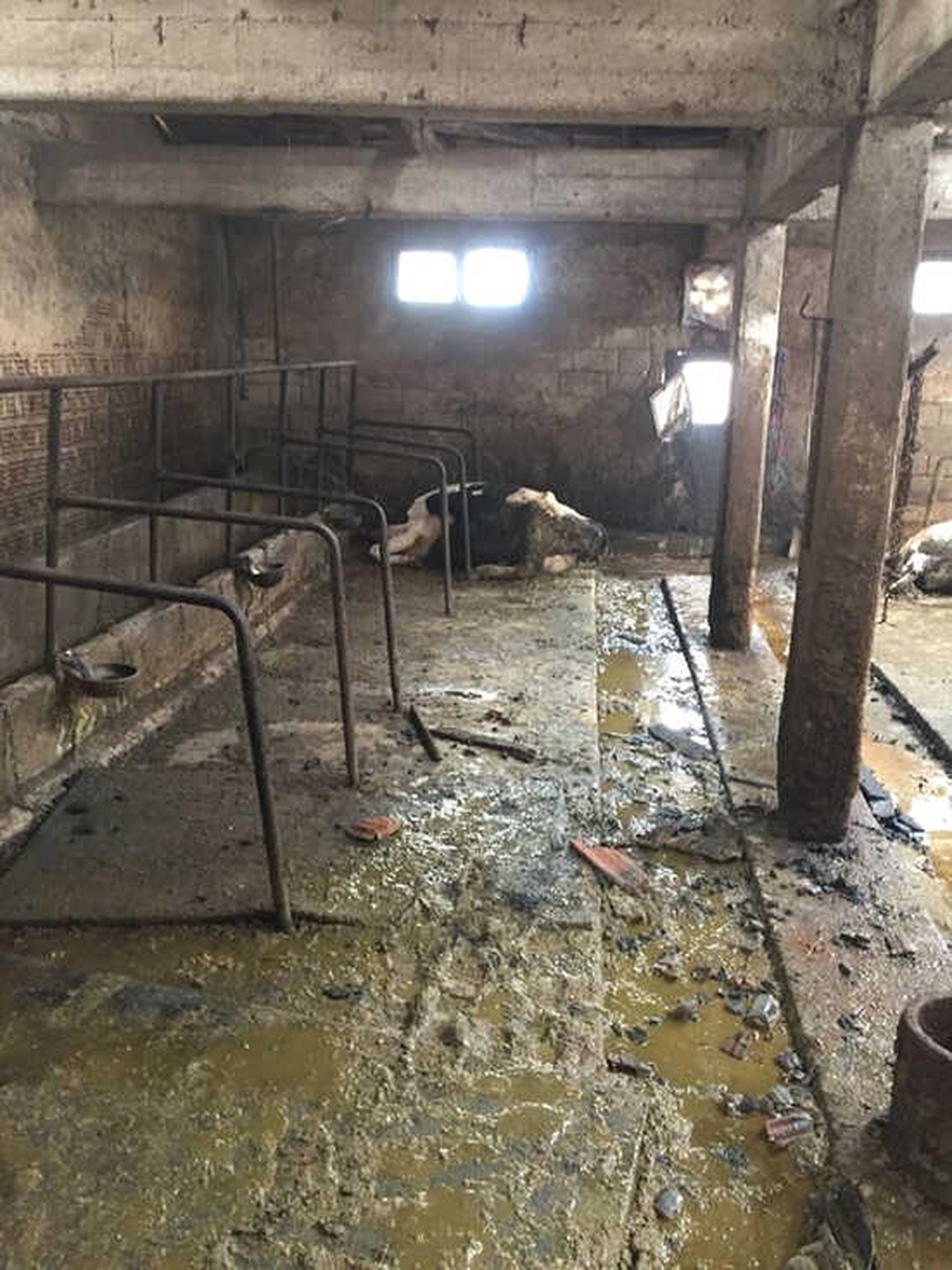 Bolu\'nun Tatlar Köyünde Çıkan Yangında 2 Hayvan Telef Oldu