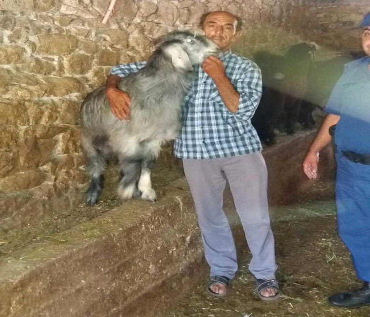 Çalınan Keçileri Bulununca Sarılıp Hasret Giderdi