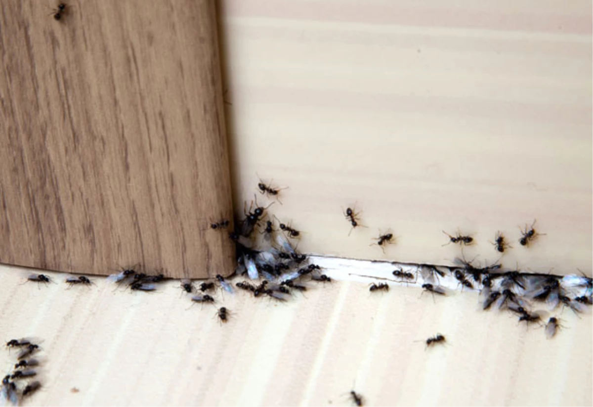 Karıncaları Anında Uzaklaştıran Yöntem!