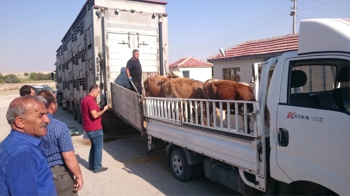 Günyüzü\'nde Büyükbaş Hayvanlar Sahiplerine Ulaştı