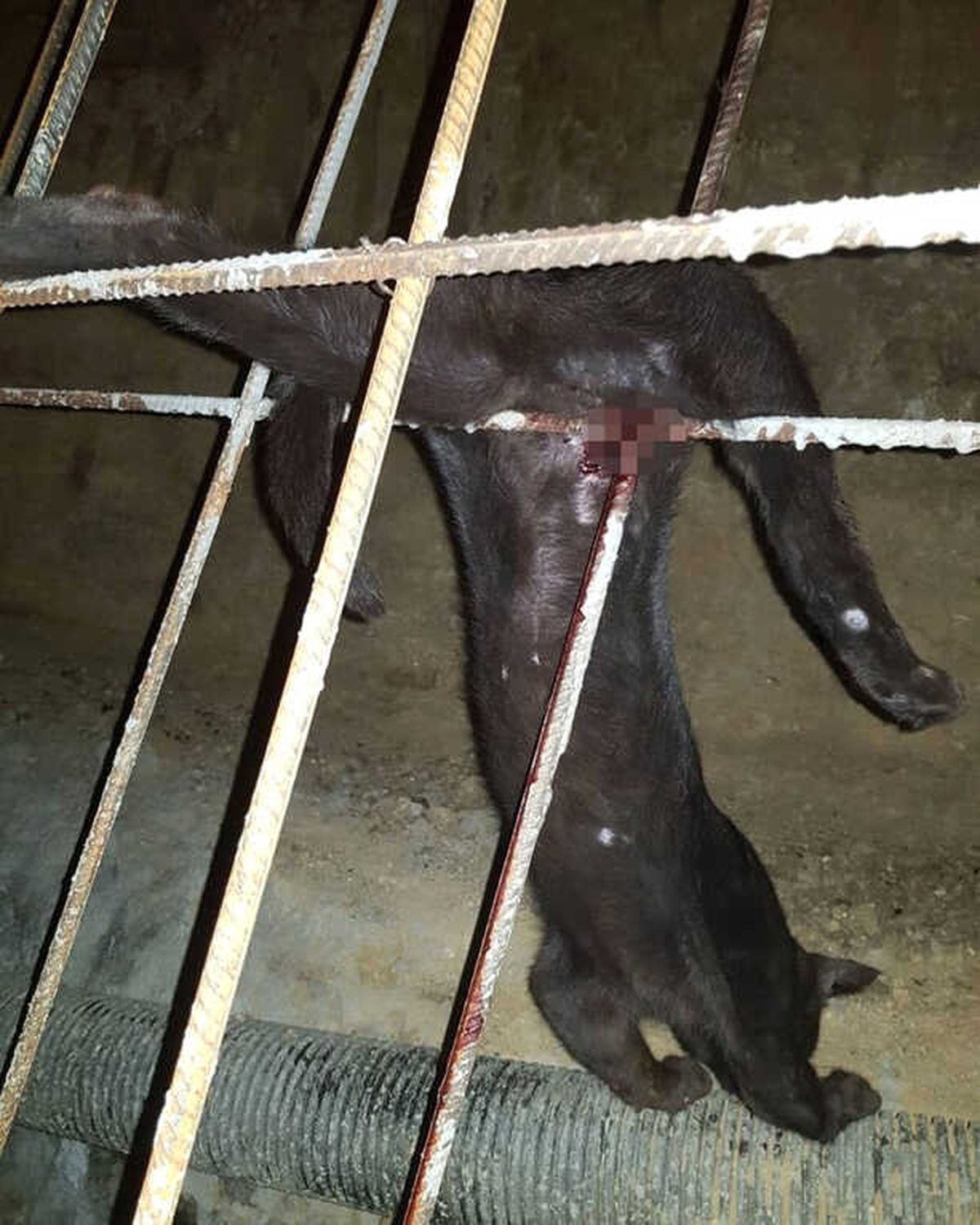 İnşaat Demirine Saplanan Kediyi İtfaiye Kurtardı