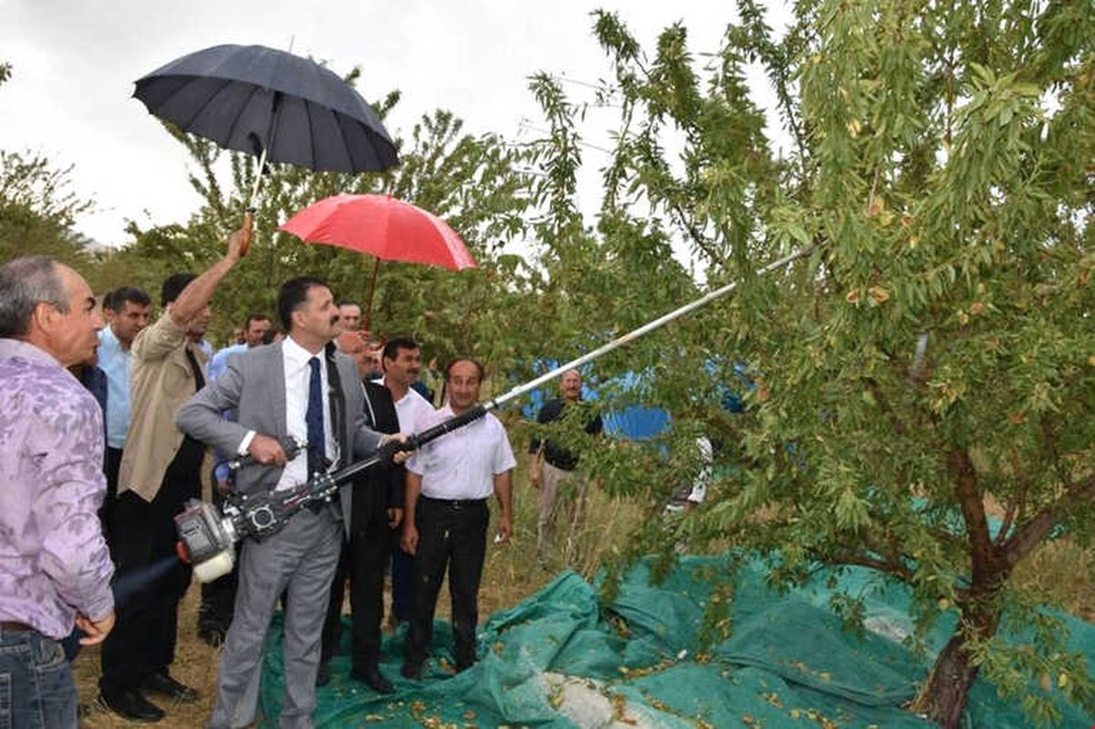 Kırıkkale\'de Badem Hasadı Başladı