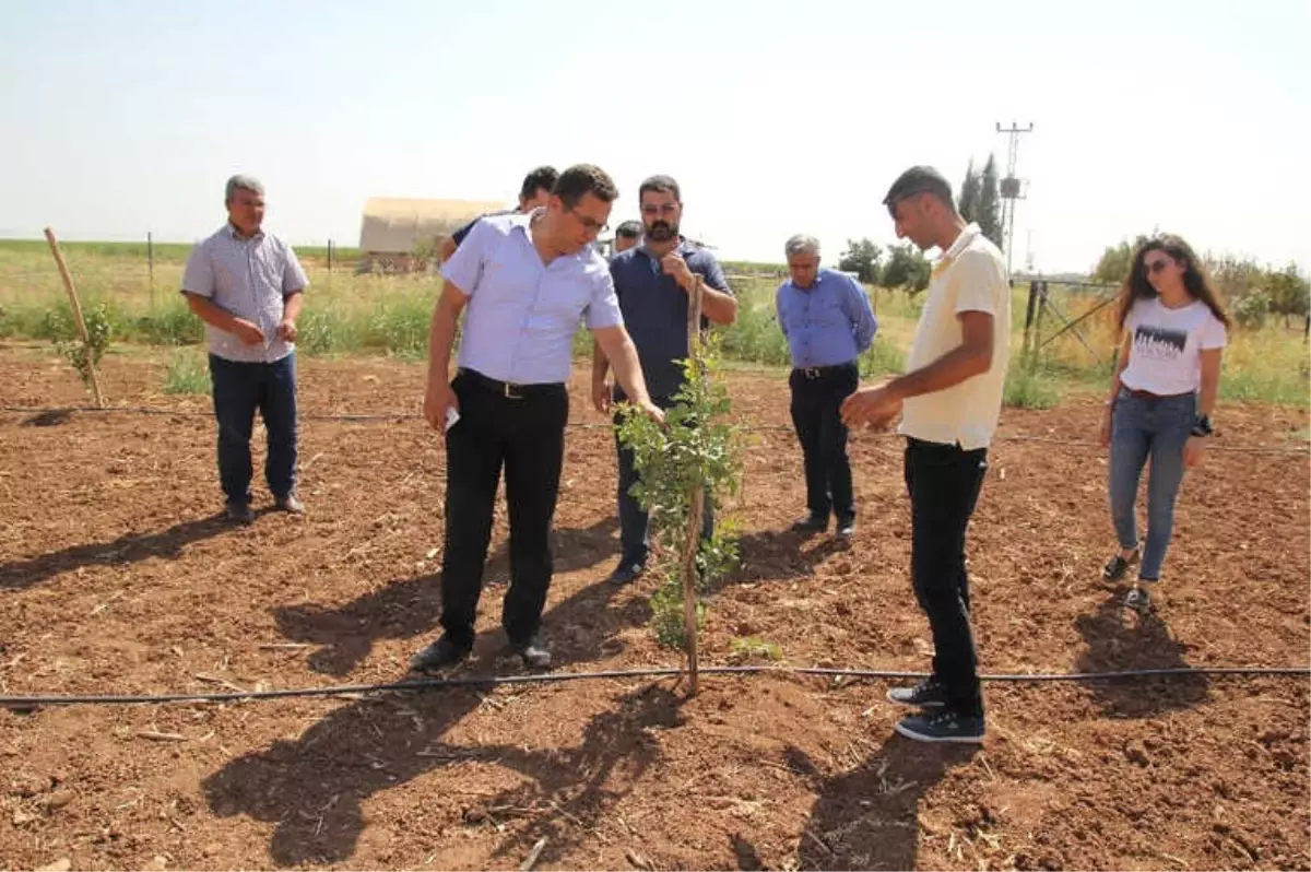 Mardin Meyvecilikte Marka Olma Yolunda