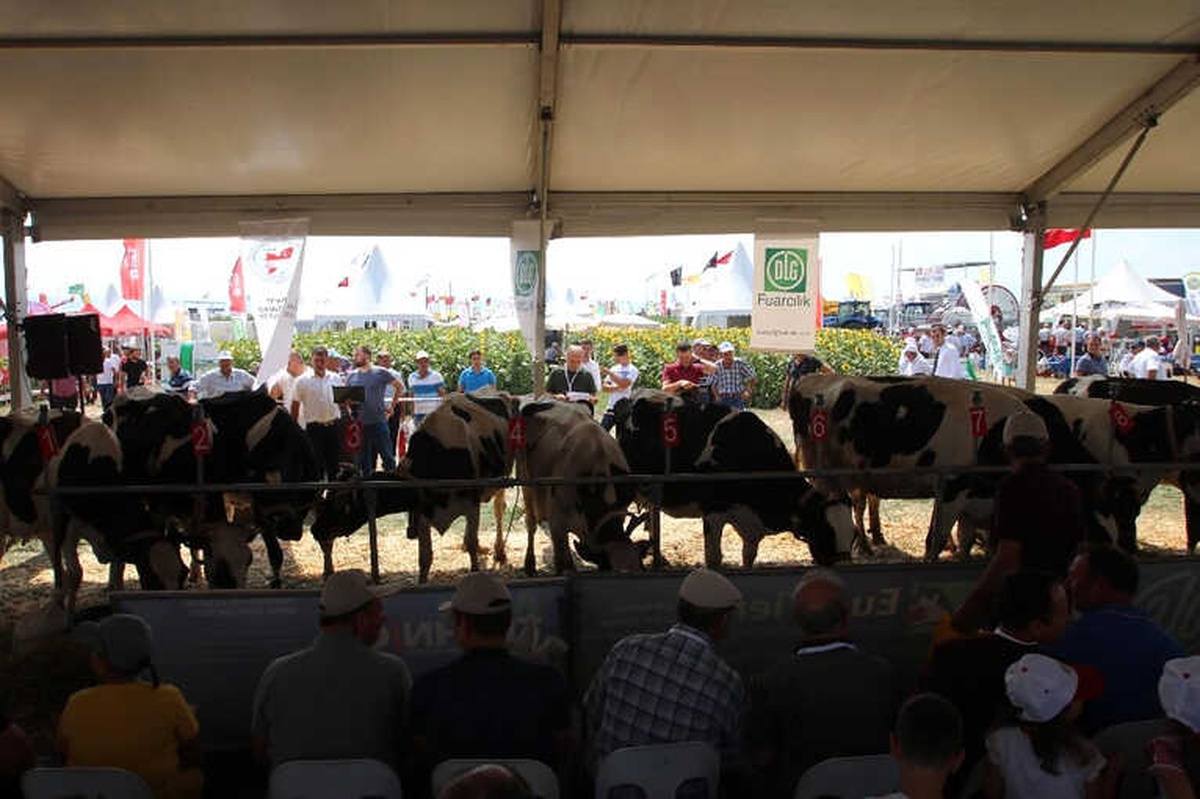 Tekirdağ\'da İnek Güzellik Yarışması