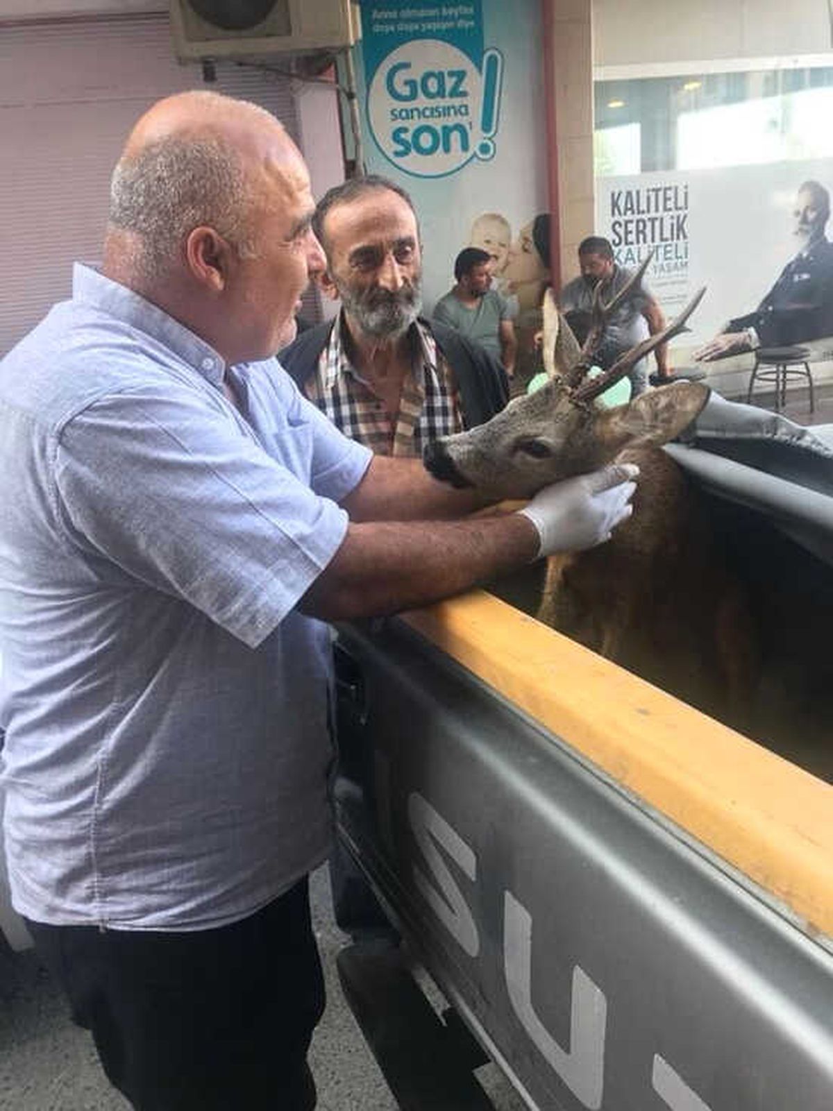Trabzon\'da Yaralı Karaca Tedavi Altına Alındı