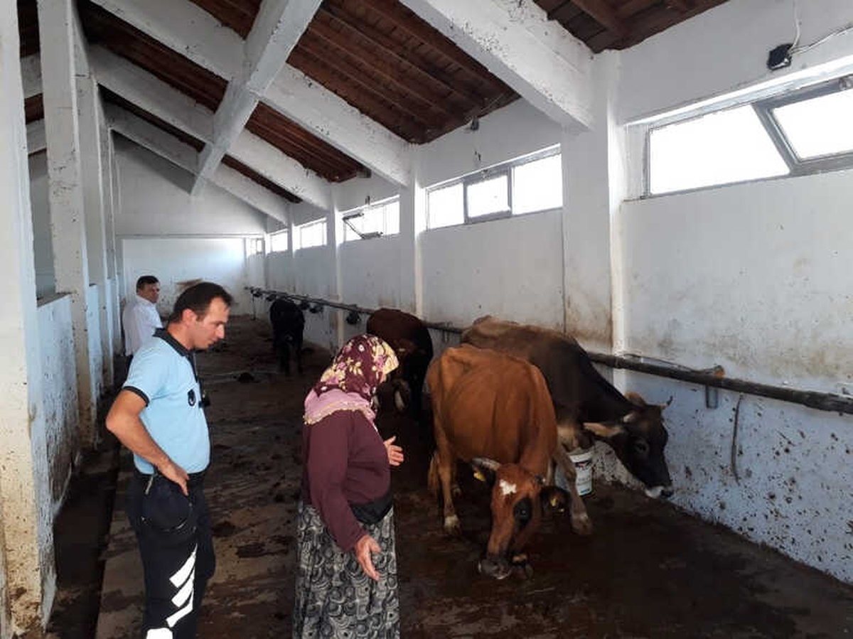Zabıta Ekipleri Buldukları Büyükbaş Hayvanları Sahibine Teslim Etti