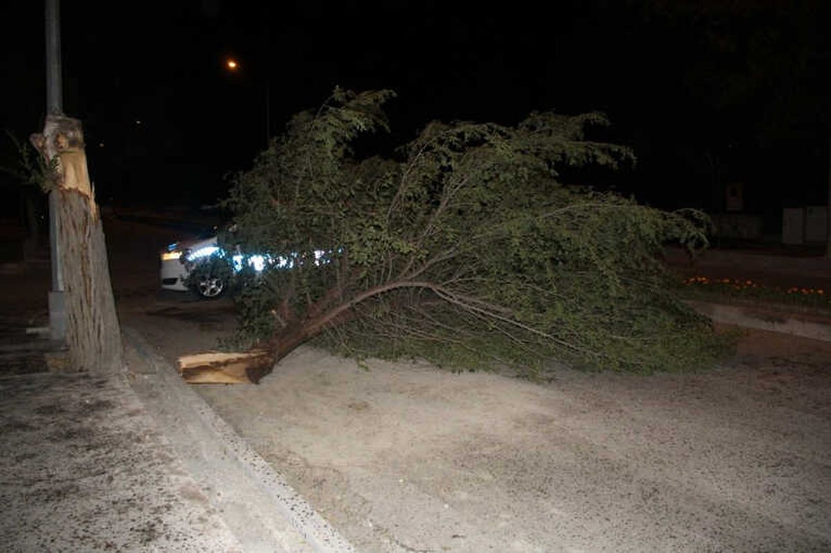 Erzincan\'da Etkili Olan Şiddetli Rüzgar Ağaçları Yerinden Söktü