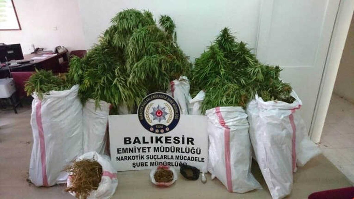 Gönen\'de Bahçesinde Kenevir Yetiştirilen Eve Operasyon