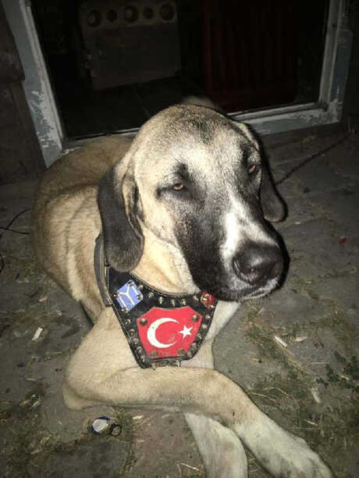 Kaybolan Köpeklerini Bulana 10 Bin TL Ödül