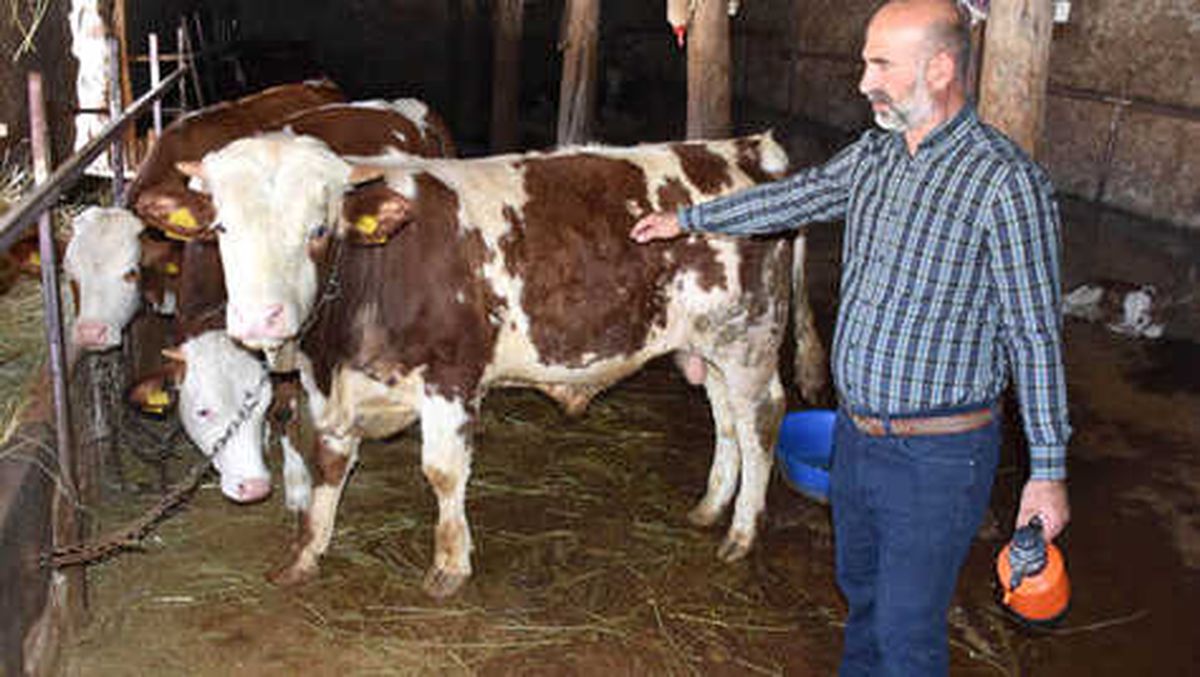 Şarbon Hiçbir Zaman Kitlesel Ölüme Neden Olmamıştır"