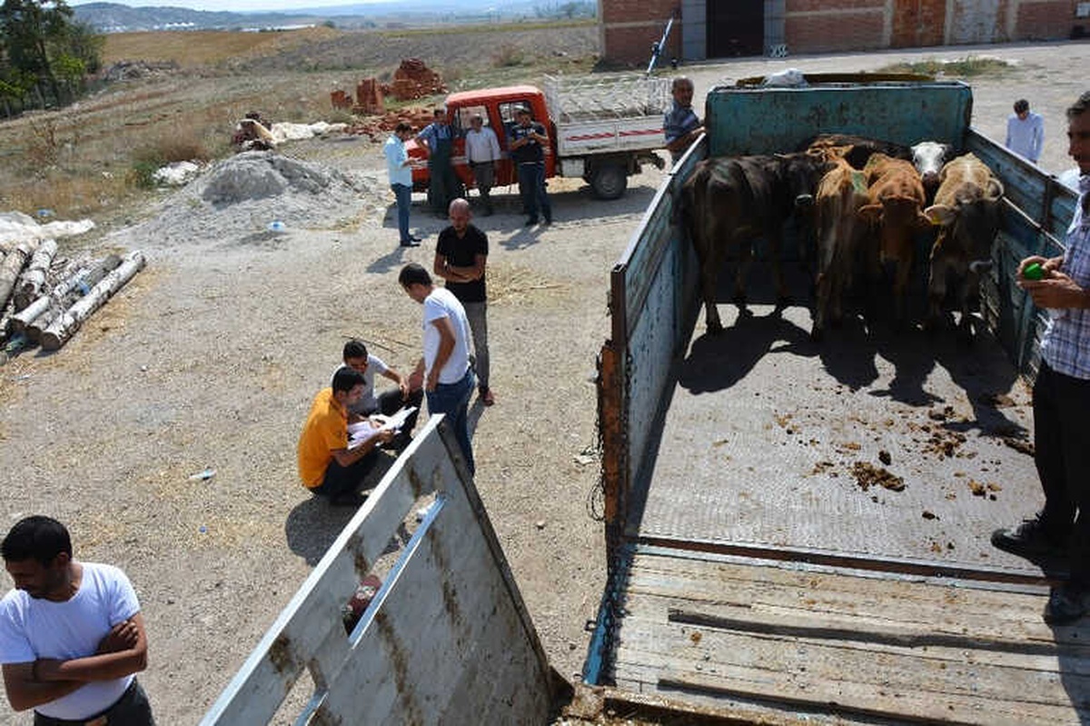 Seyitgazi\'de 25 Büyükbaş Hayvan Dağıtıldı