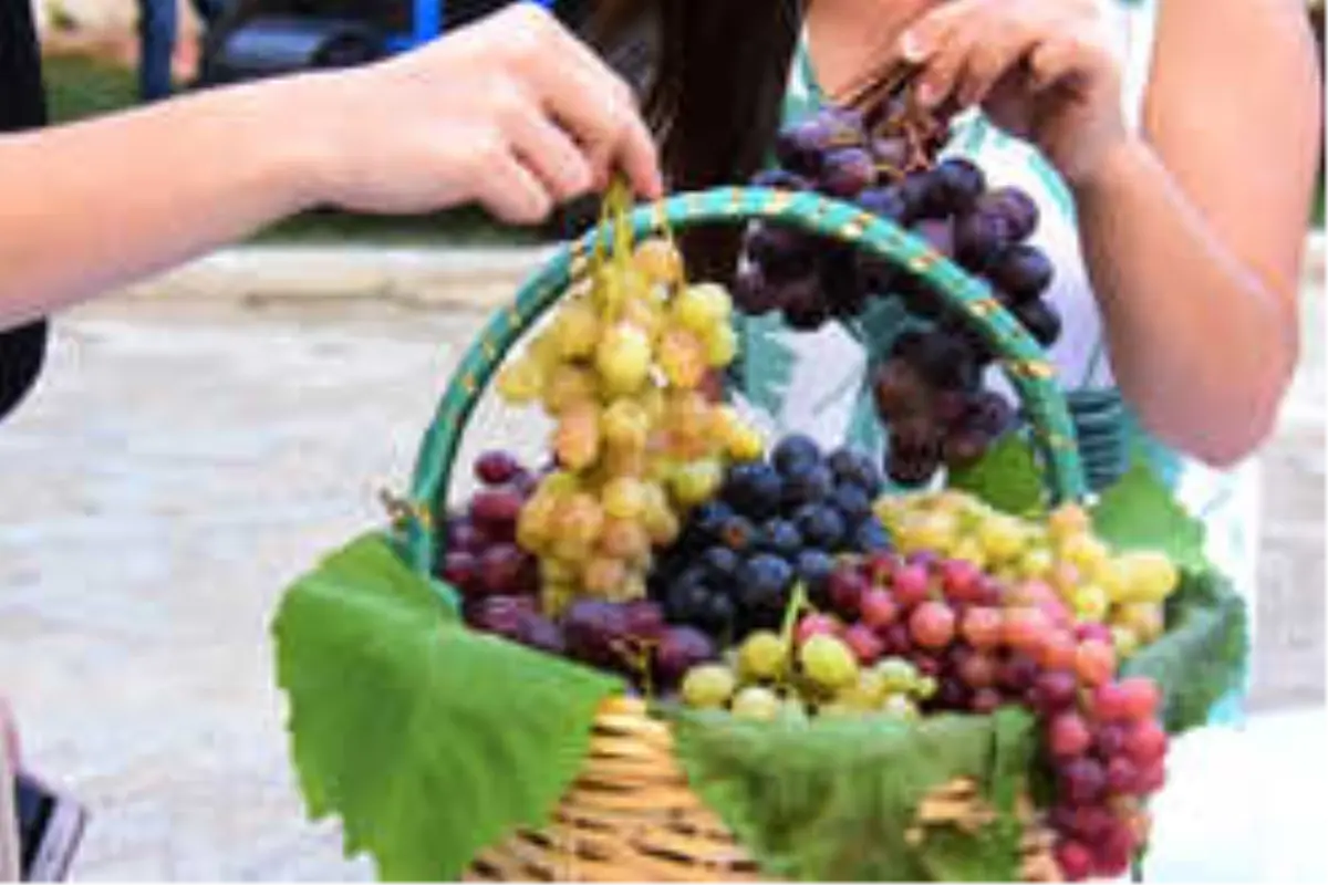 4. Trakya Bağ Bozumu Ve Ekoloji Festivali Bağ Bozumu İle Başladı