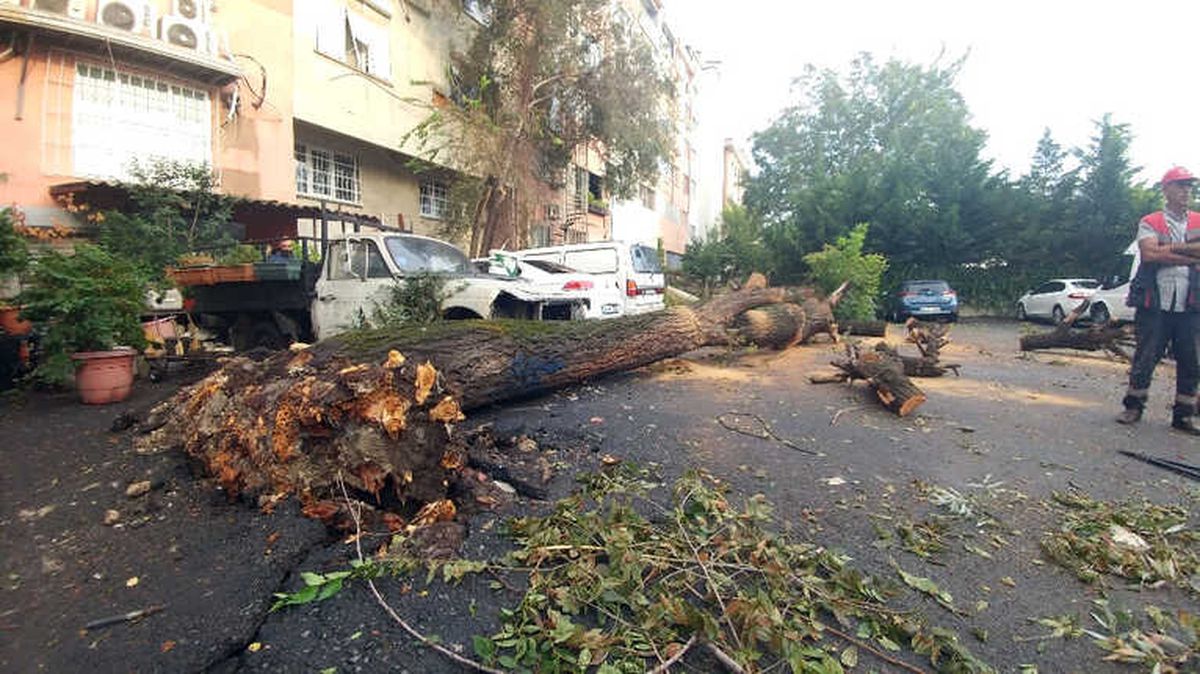 İstanbul\'da Dolu 50 Yıllık Ağacı Yerinden Söktü