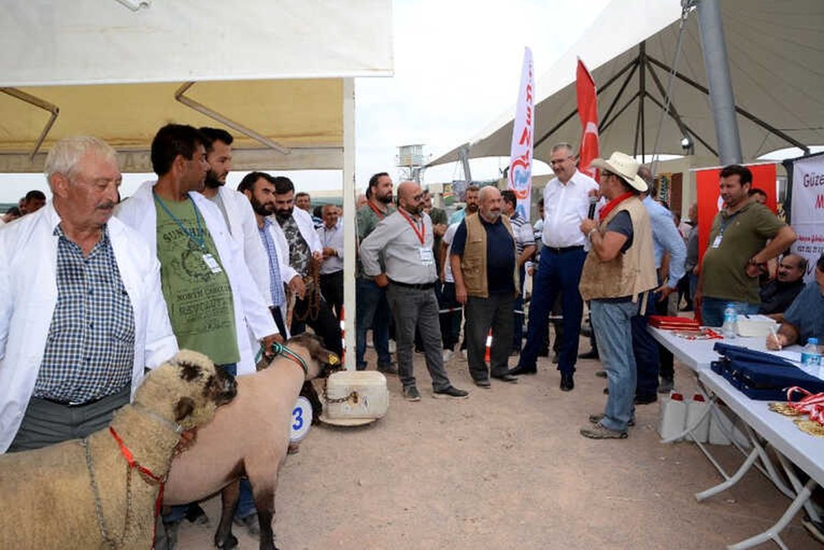 Küçükbaş Hayvan ve Ekipmanları Tanıtım Günleri\'nde Çoban Köpekleri ve Koçlar Yarıştı