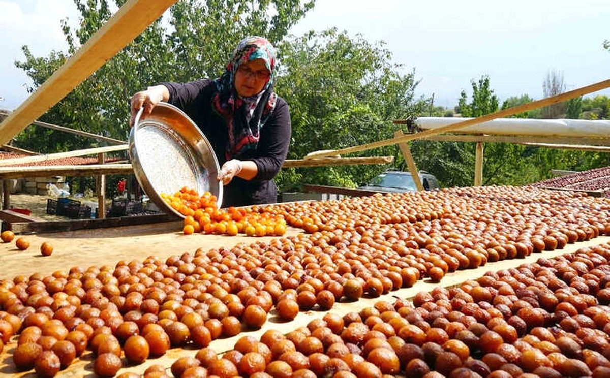 Osmanlı Mutfağının Vazgeçilmez Meyvesi Üryani Eriğinin Hasadı Başladı