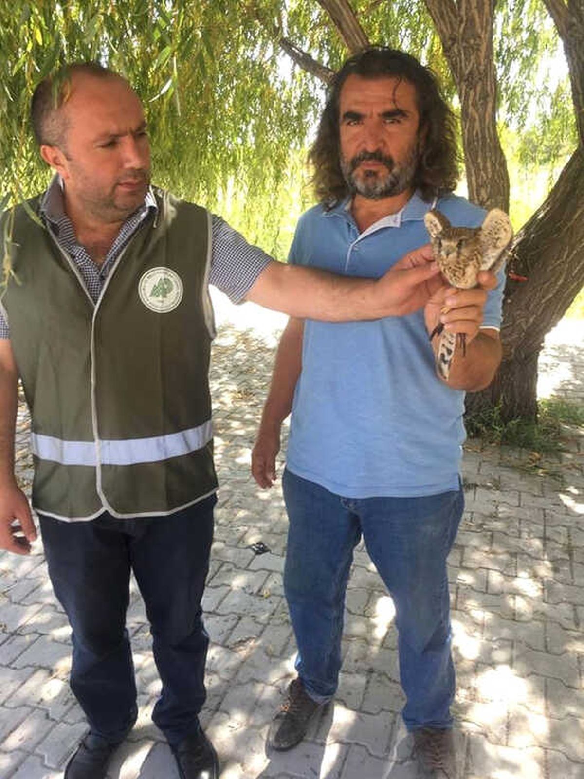 Van\'da Yaralı Olarak Bulunan Kerkenez Tedavi Altına Alındı