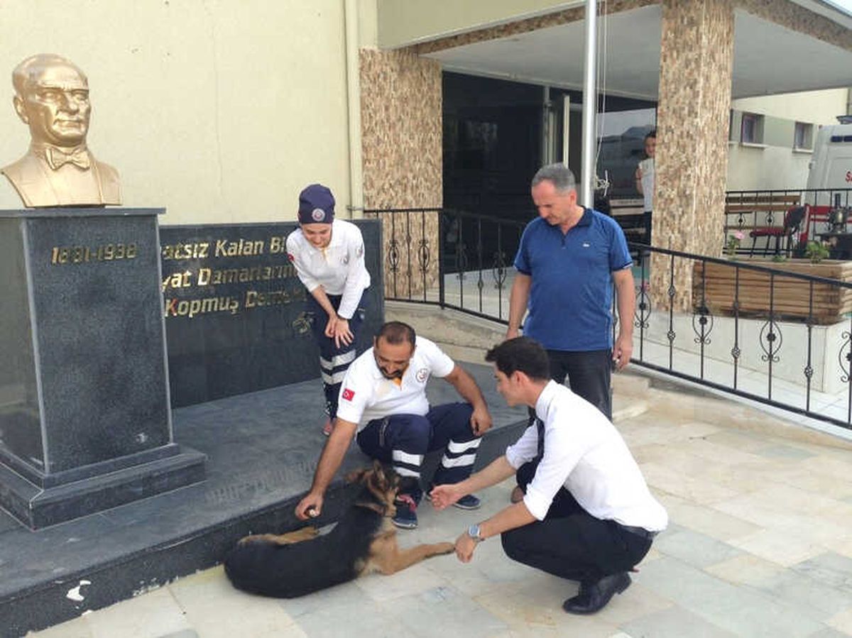 Yaralı Köpek 112\'ye Sığındı