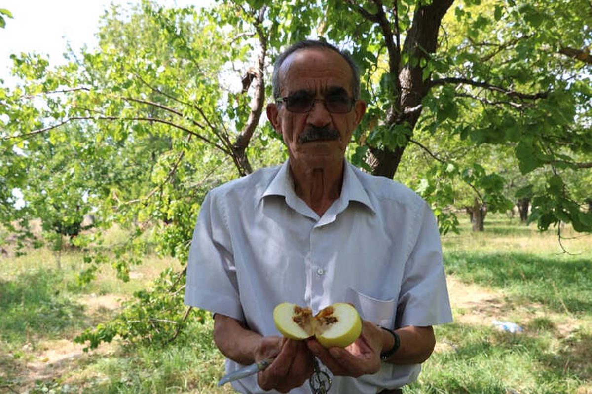 Akdeniz Sineği Hastalığı Niğde\'ye Sıçradı
