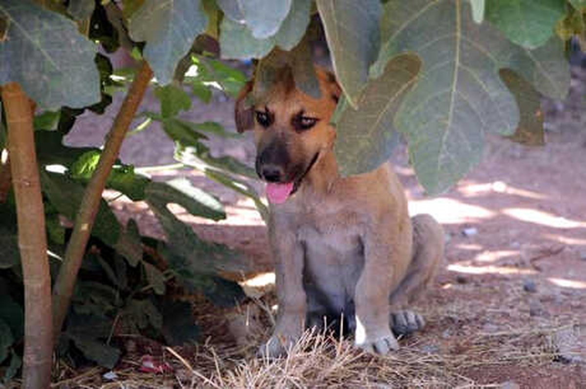 Anneleri Telef Olan Yavru Köpeklere Sahip Çıktı