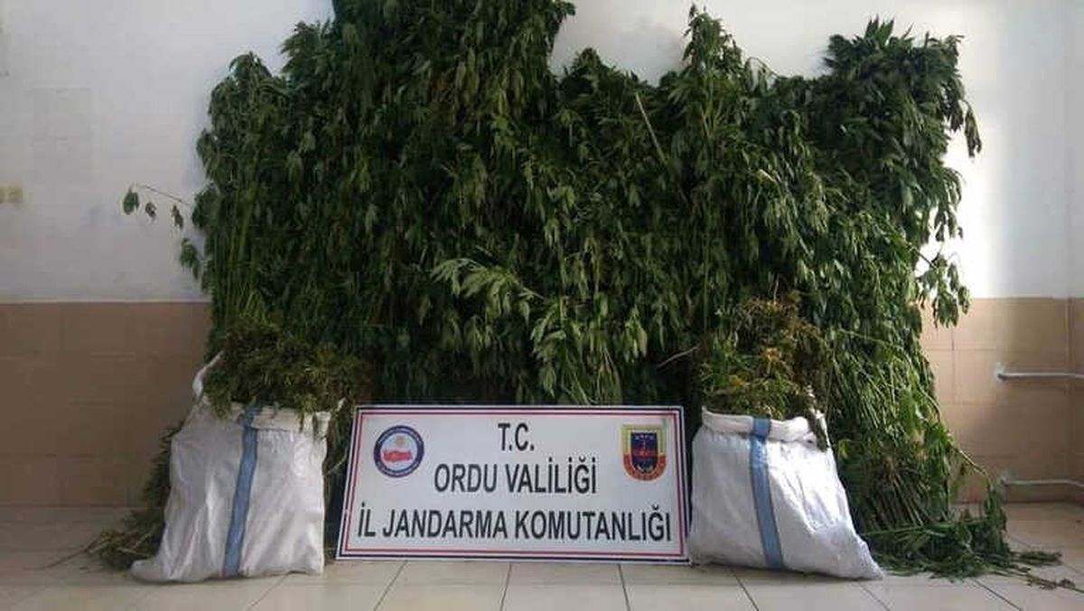 Ordu\'da Uyuşturucu Operasyonu