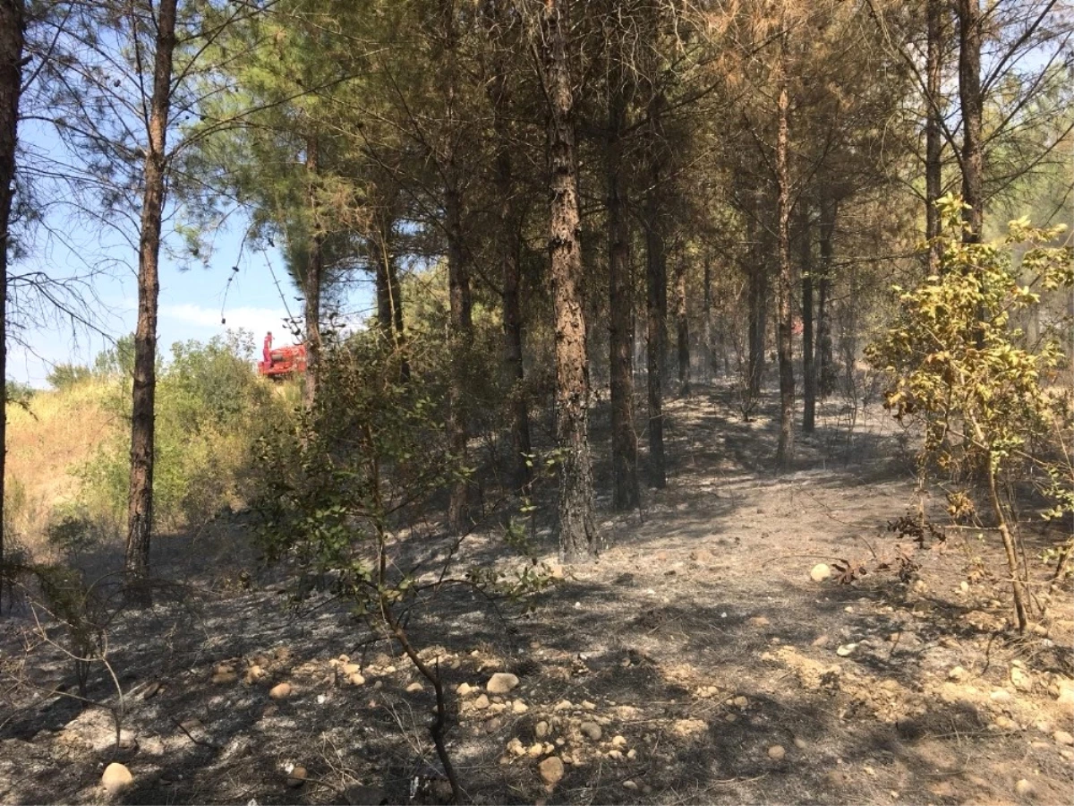 Osmaniye\'deki Orman Yangını Büyümeden Söndürüldü