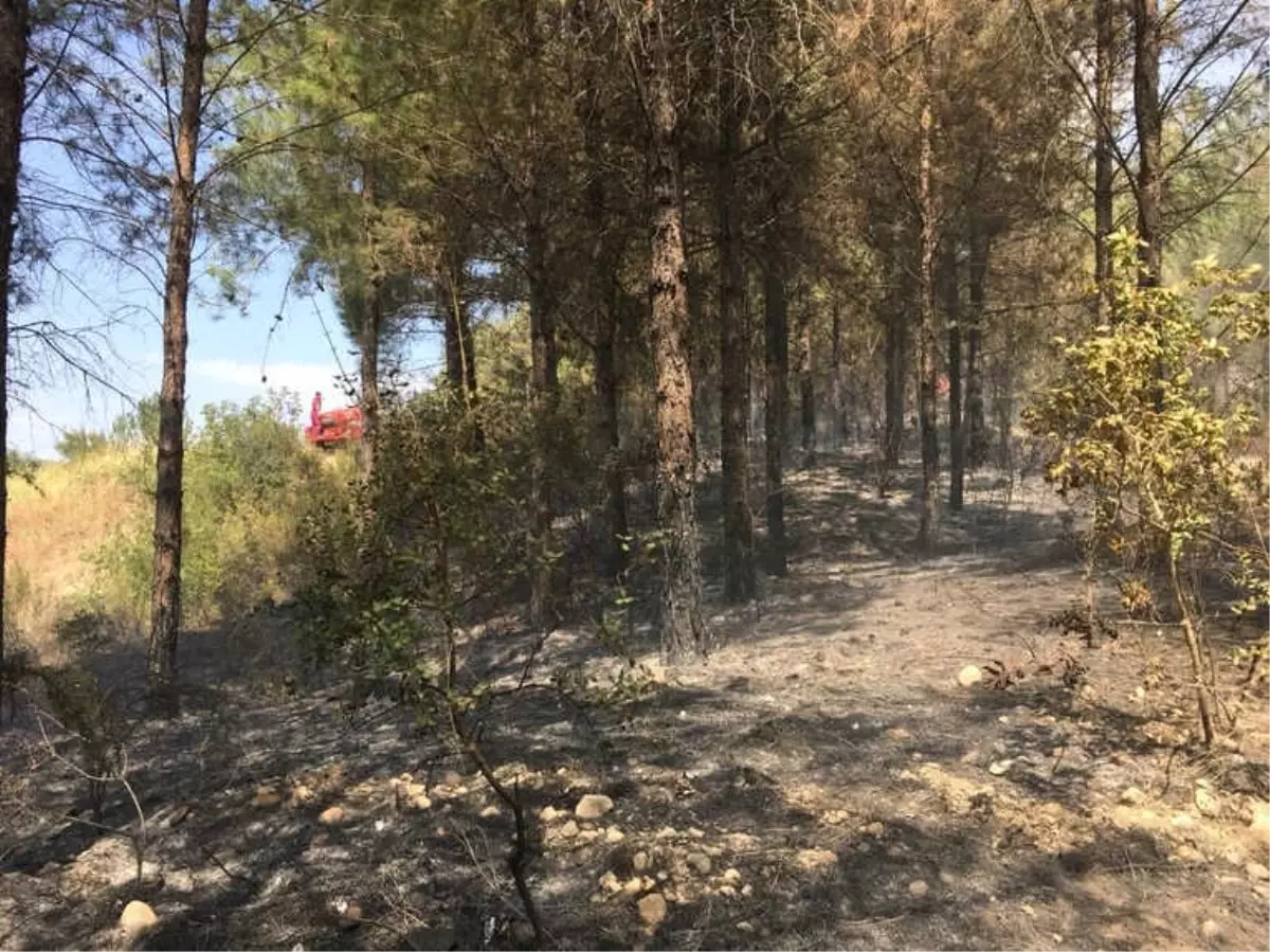 Osmaniye\'deki Orman Yangını Büyümeden Söndürüldü