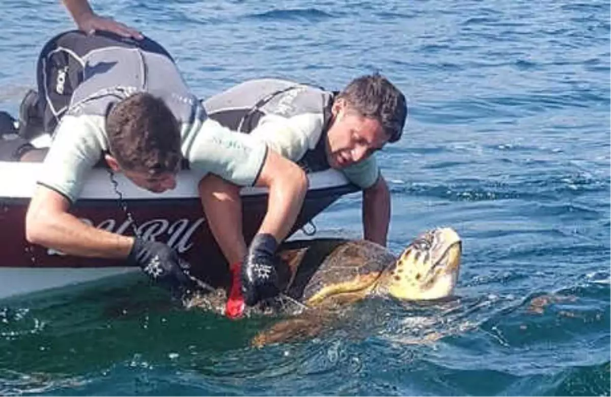 Ağa Takılan Caretta Caretta Kurtarıldı