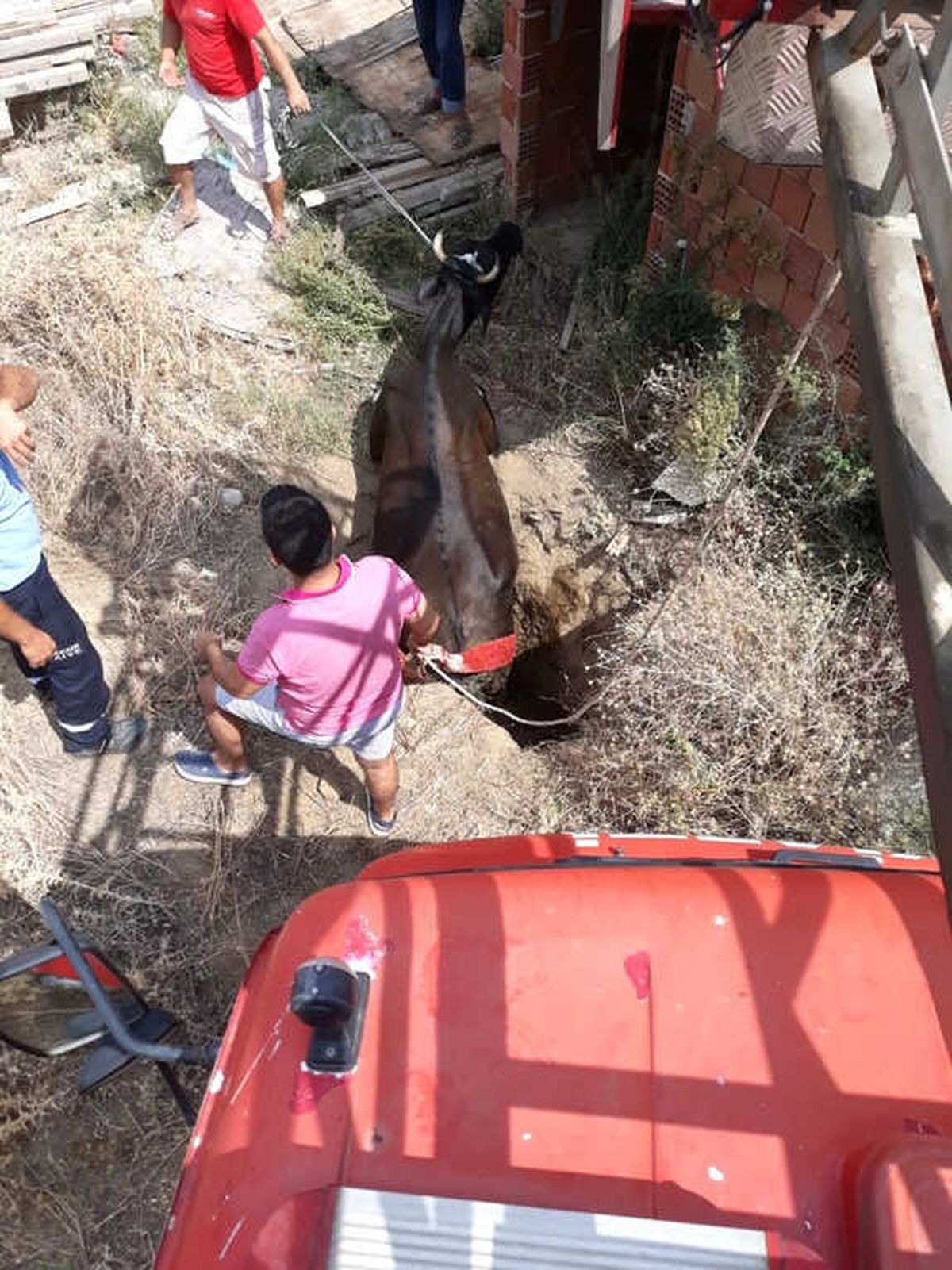 Çukura Düşen Danayı İtfaiye Kurtardı