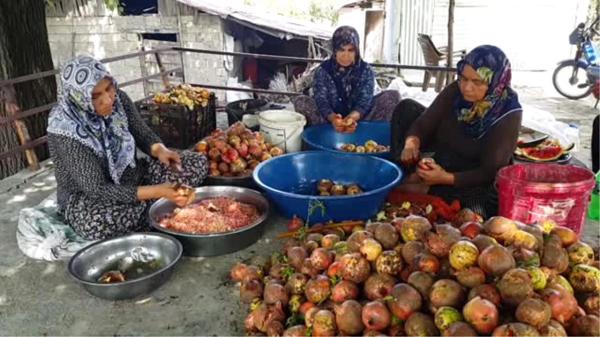 Çukurovalı Kadınların Ekşi Mesaisi Başladı