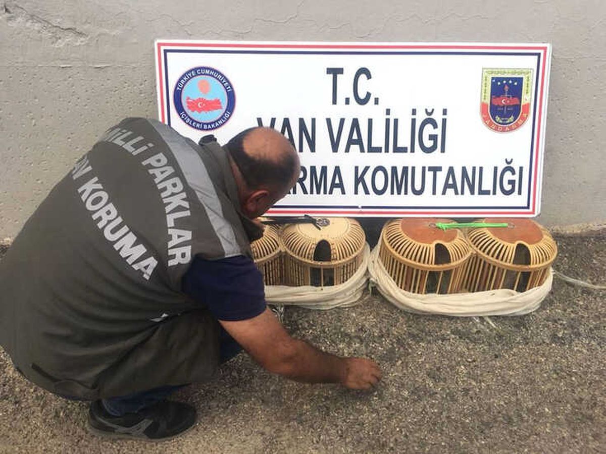 Gevaş\'ta Kaçak Avlanmış 14 Yavru Keklik Ele Geçirildi