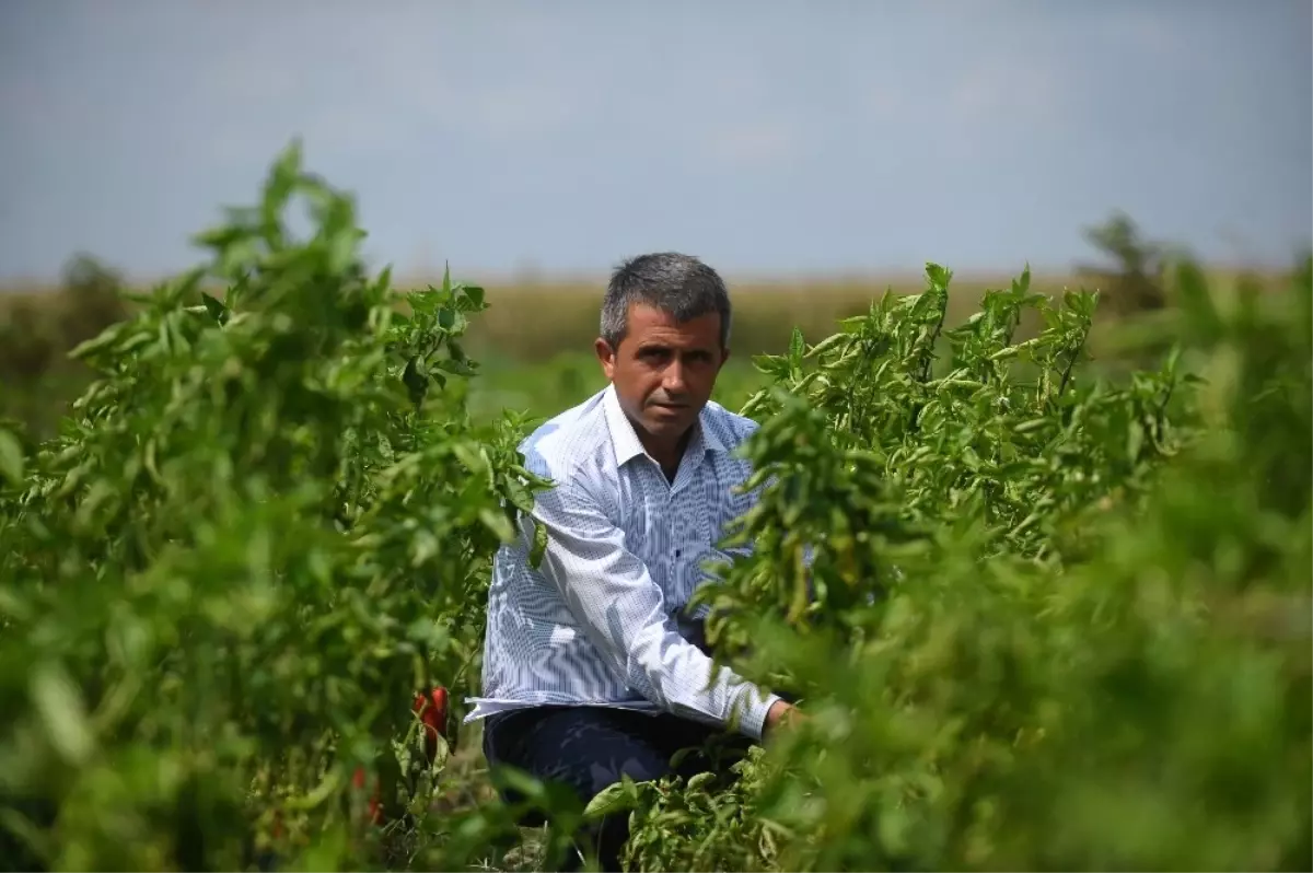 Gübre ve İlâca Yüzde Yüz Zam Geldi, Çiftçi İsyan Etti