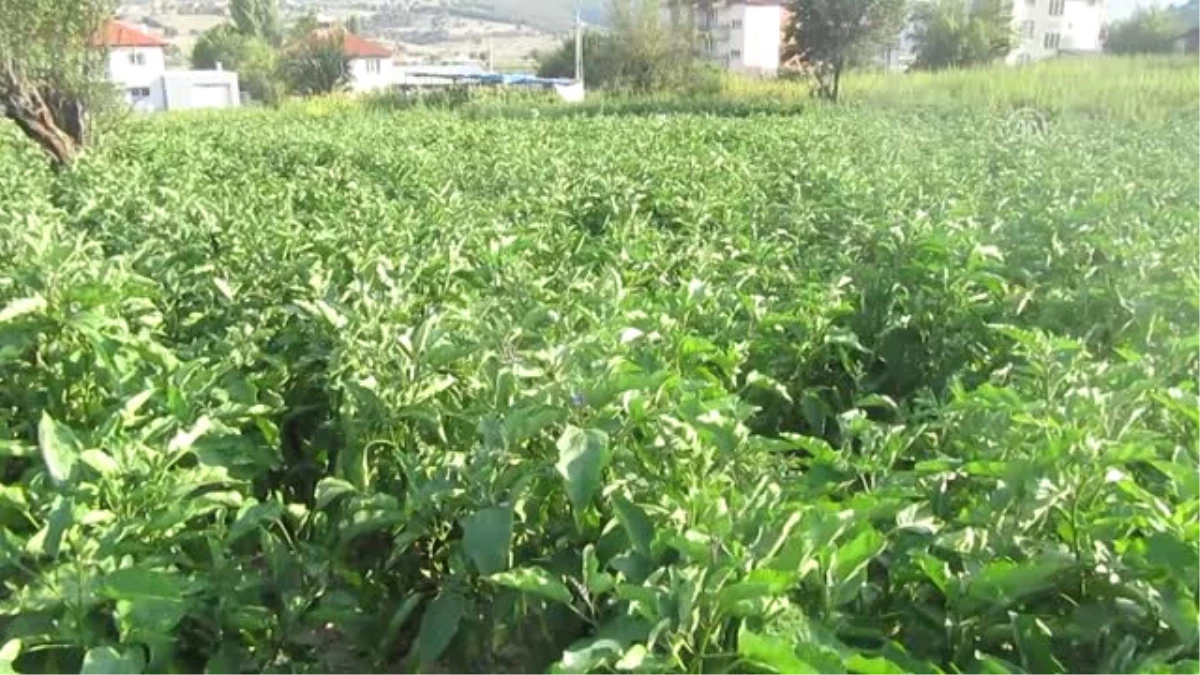 Köylüler Asırlık Tohumla Patlıcan Üretiyor