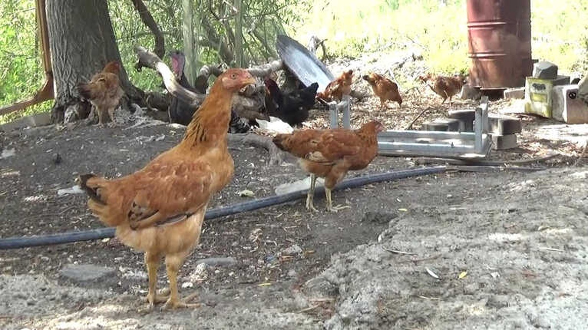 Tavuğa Saldıran Köpeği Pompalıyla Vurdu