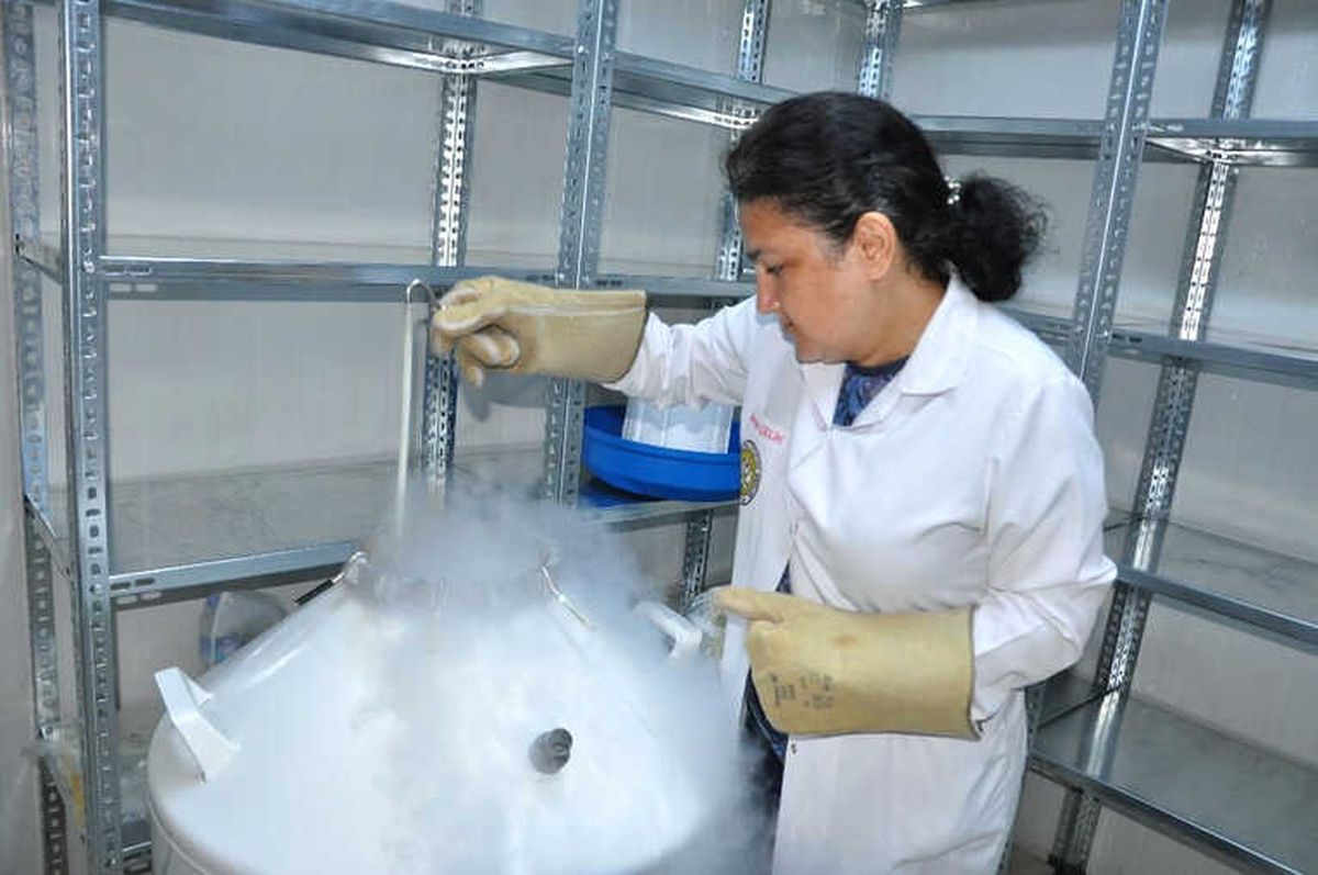 Üzümün Genetiği Koruma Altında