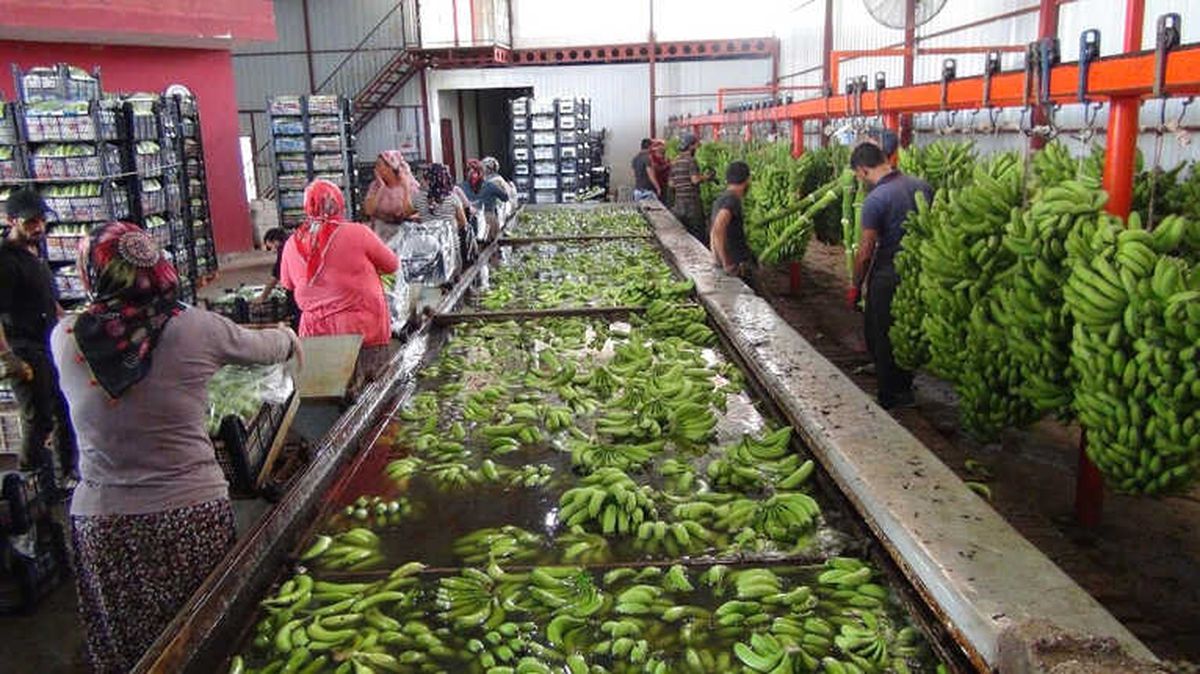 Türkiye\'nin 400 Bin Ton Muz Açığını Silifke Kapatacak