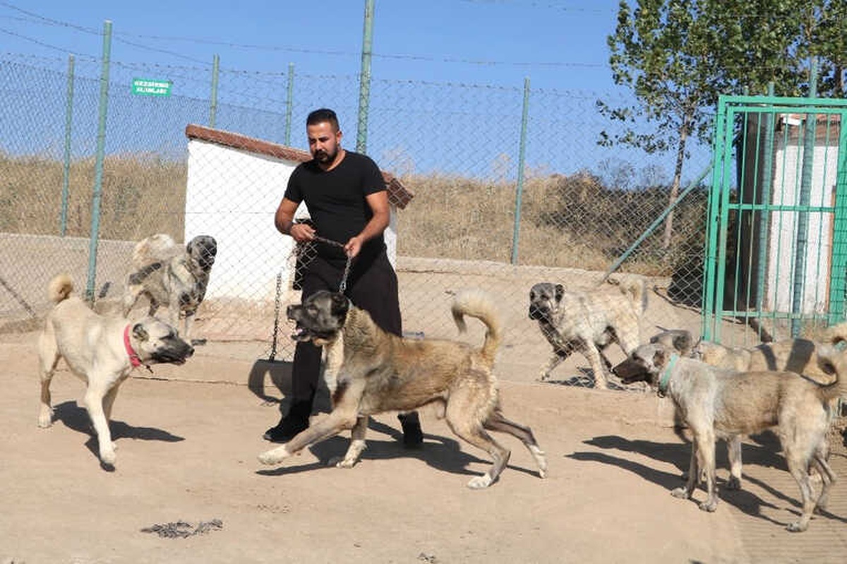 Yerli ve Milli Koruma Köpeği \'Kangal\'